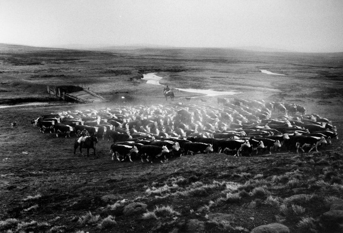 Arreo. Tierra del fuego 1995