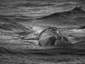 Ballena Franca Chubut 2009