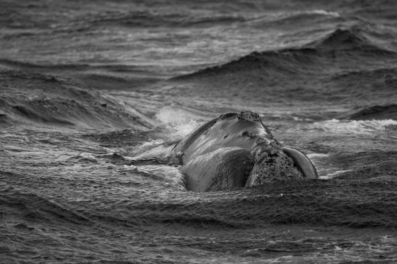 Ballena Franca .Chubut .2009