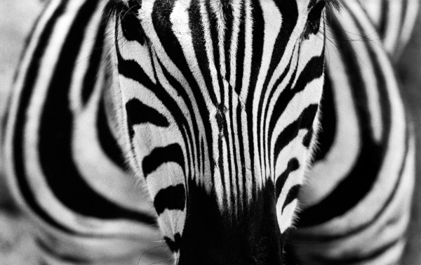 Cebra Zoo Buenos Aires . 1964