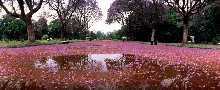 Jacarandá . Rosedal . 1986