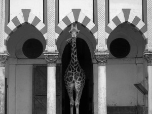 Jirafa.Zoo..Buenos.Aires-1980