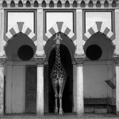 Jirafa . Zoo Buenos Aires . 1980