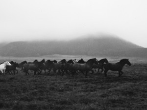 Tropilla Tierra del Fuego 1993