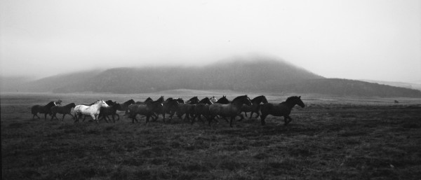 Tropilla. Tierra del Fuego. 1993