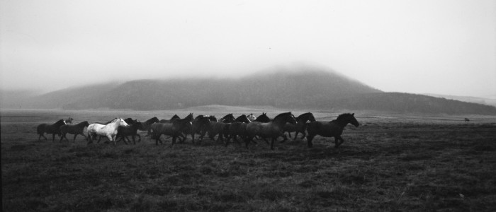 Tropilla. Tierra del Fuego. 1993
