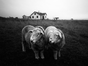 ovejas Tierra del Fuego 1989