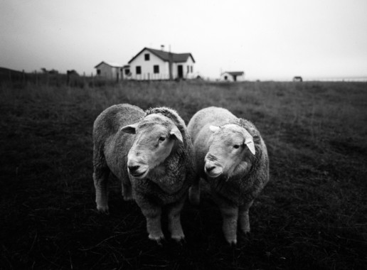 Ovejas. Tierra del Fuego. 1989